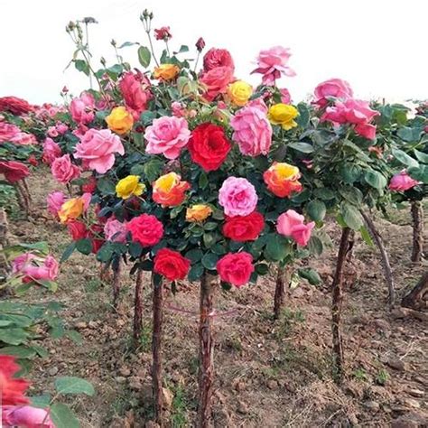 樹狀月季花哪裡買|【樹狀月季花哪裡買】尋找夢幻花海？不容錯過的樹狀月季花哪裡。